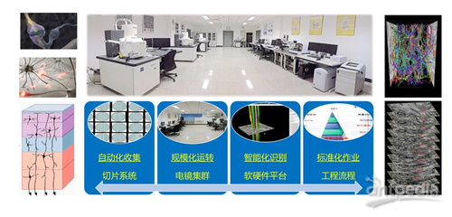 細(xì)胞能量工廠——線粒體如何解碼神經(jīng)元活動模態(tài)及其在網(wǎng)絡(luò)技術(shù)開發(fā)中的應(yīng)用